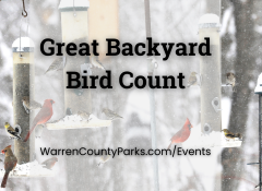 bird count